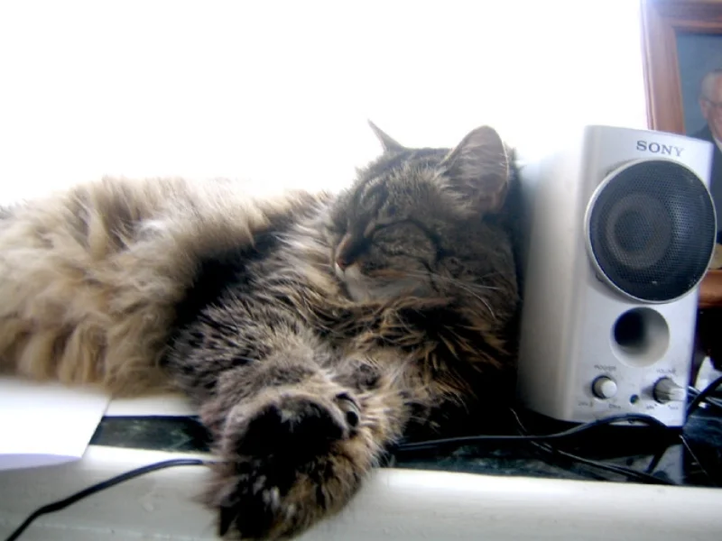 snoozing.jpg