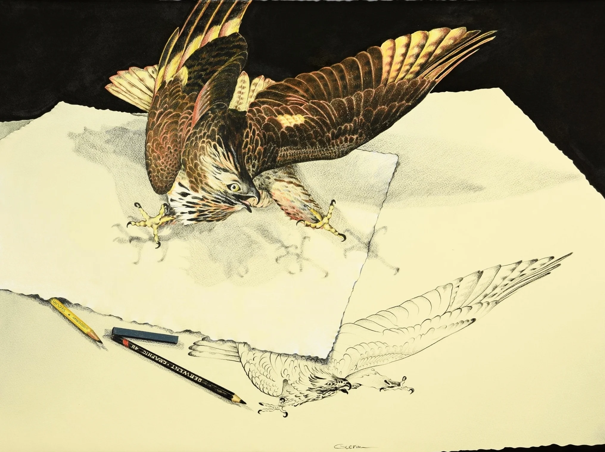 Still Life with Audubon's Hawk Imagined 