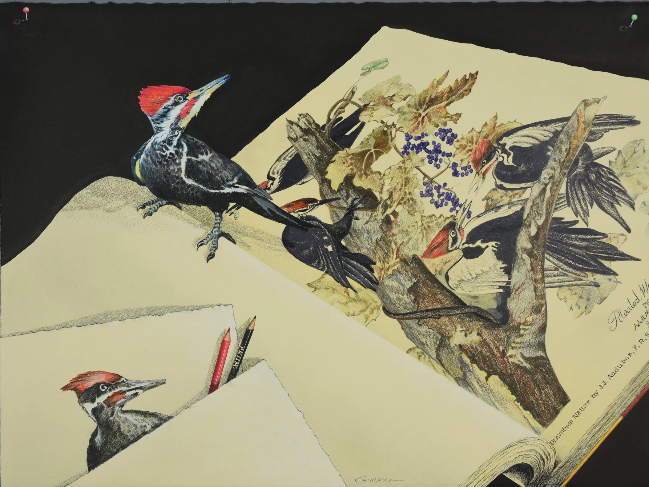 Pileated Red by Charles Guerin