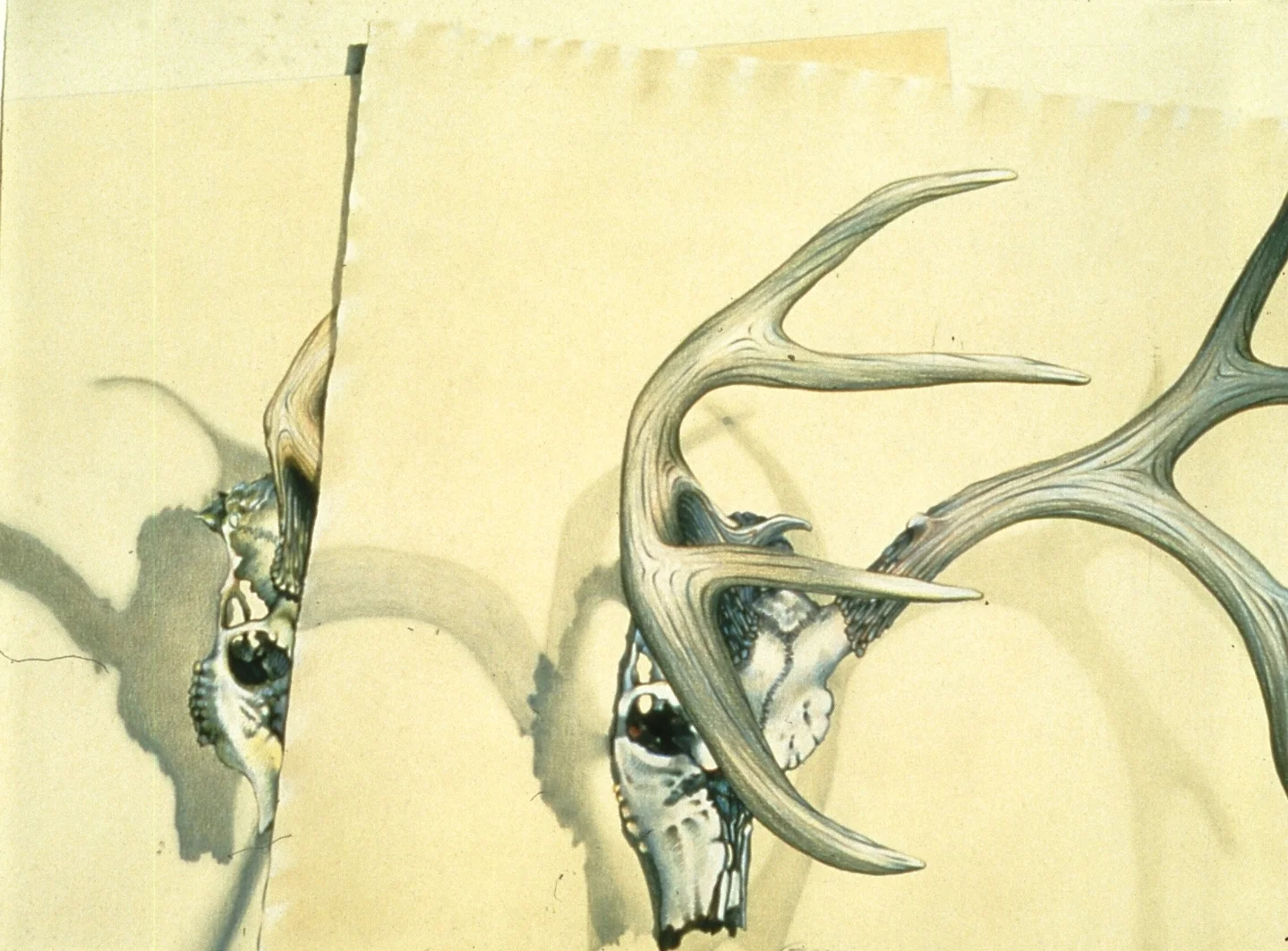 Twin Skulls by Charles Guerin