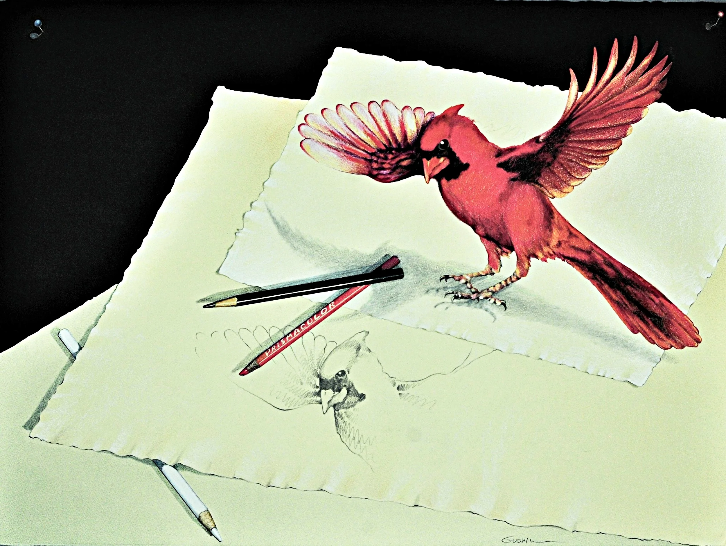 Cardinal Landing by Charles Guerin