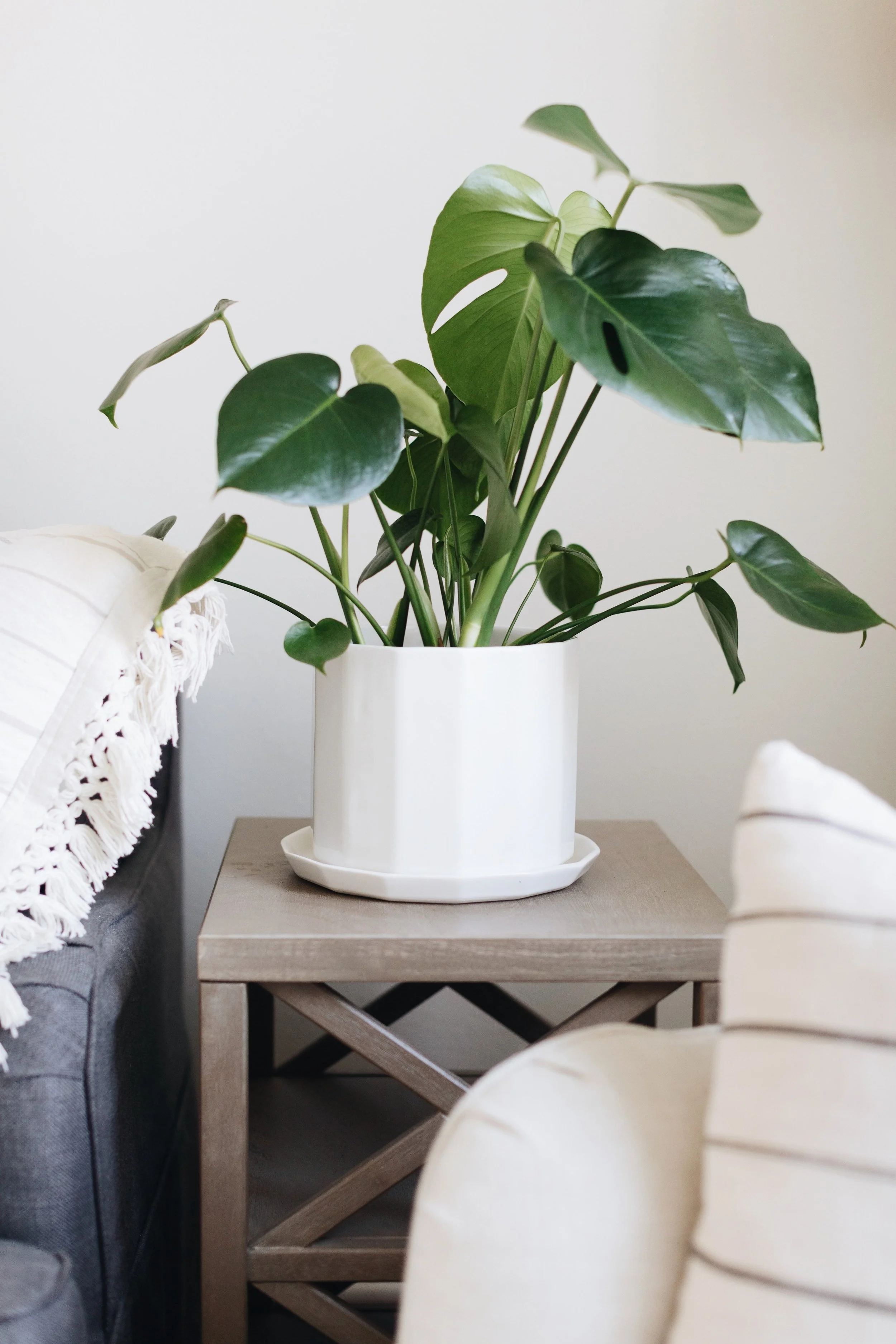 Convivial 8" Riveted Planter paired with a Split Leaf Monstera