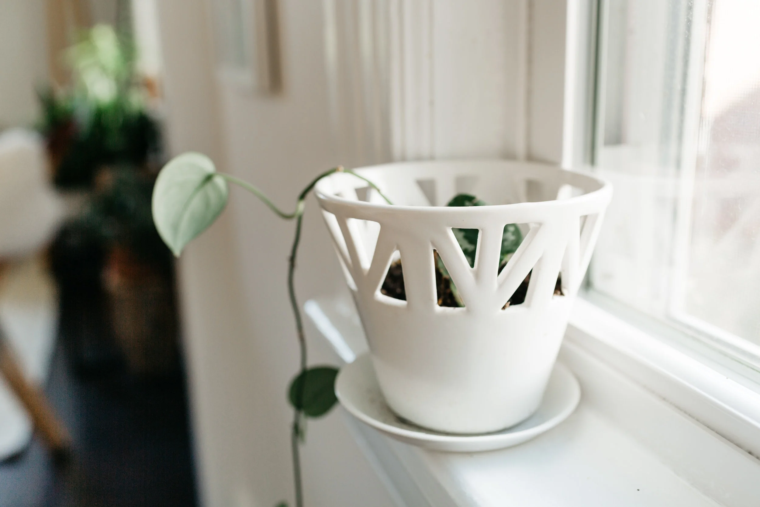 CONVIVIAL - Small Tabletop Planter w/ Philodendron