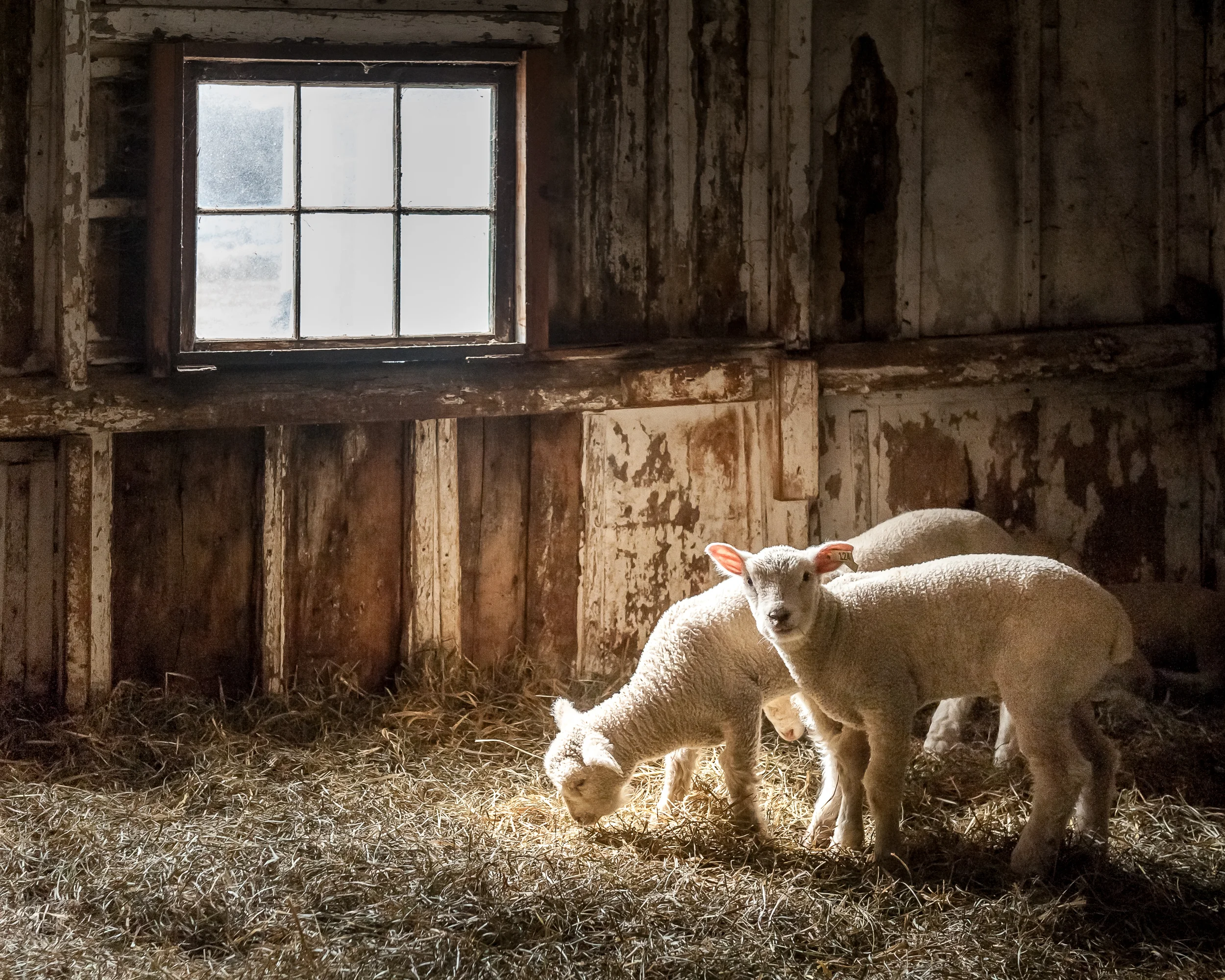 "Springtime Chiaroscuro"