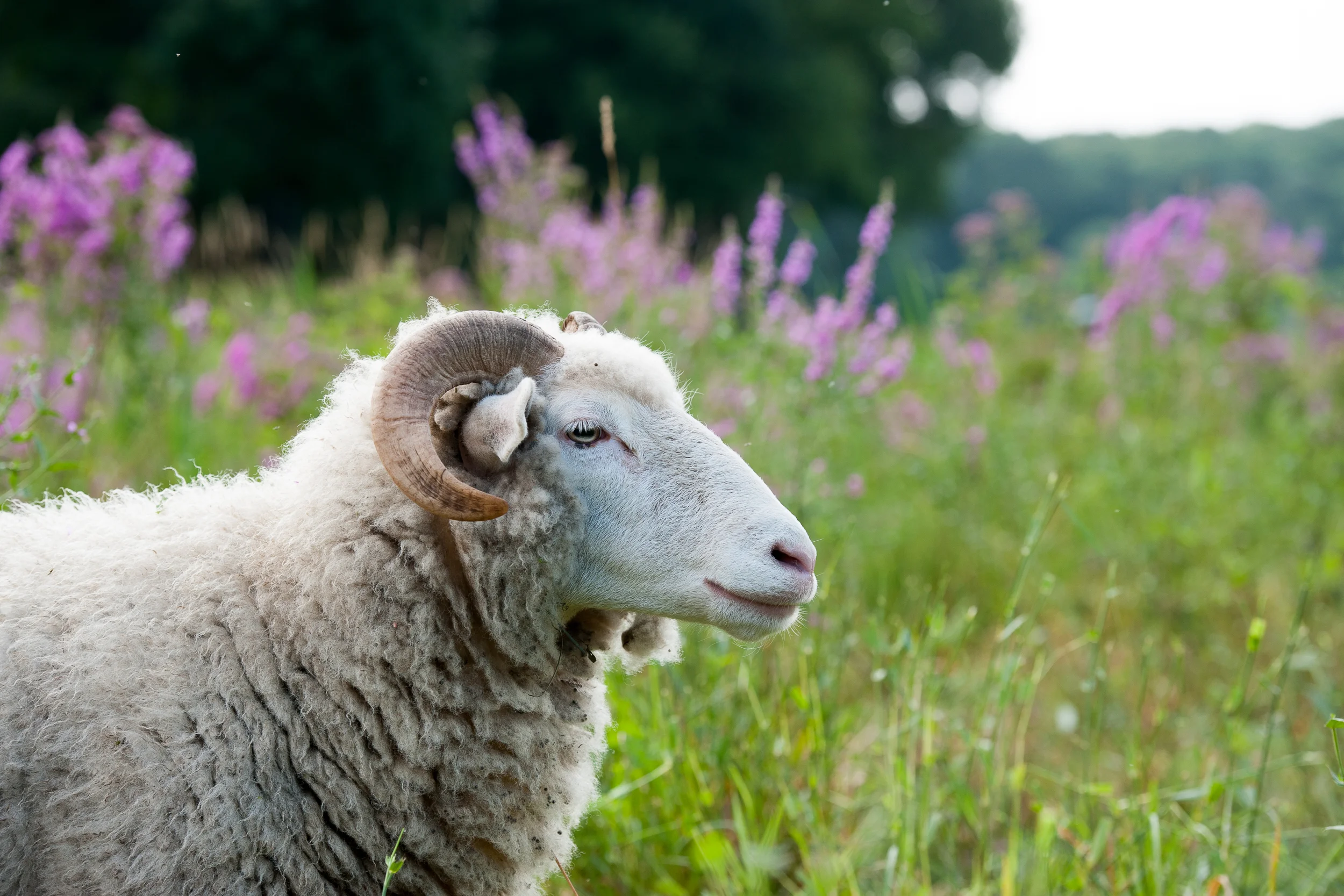 “Ewe and Loosestrife”