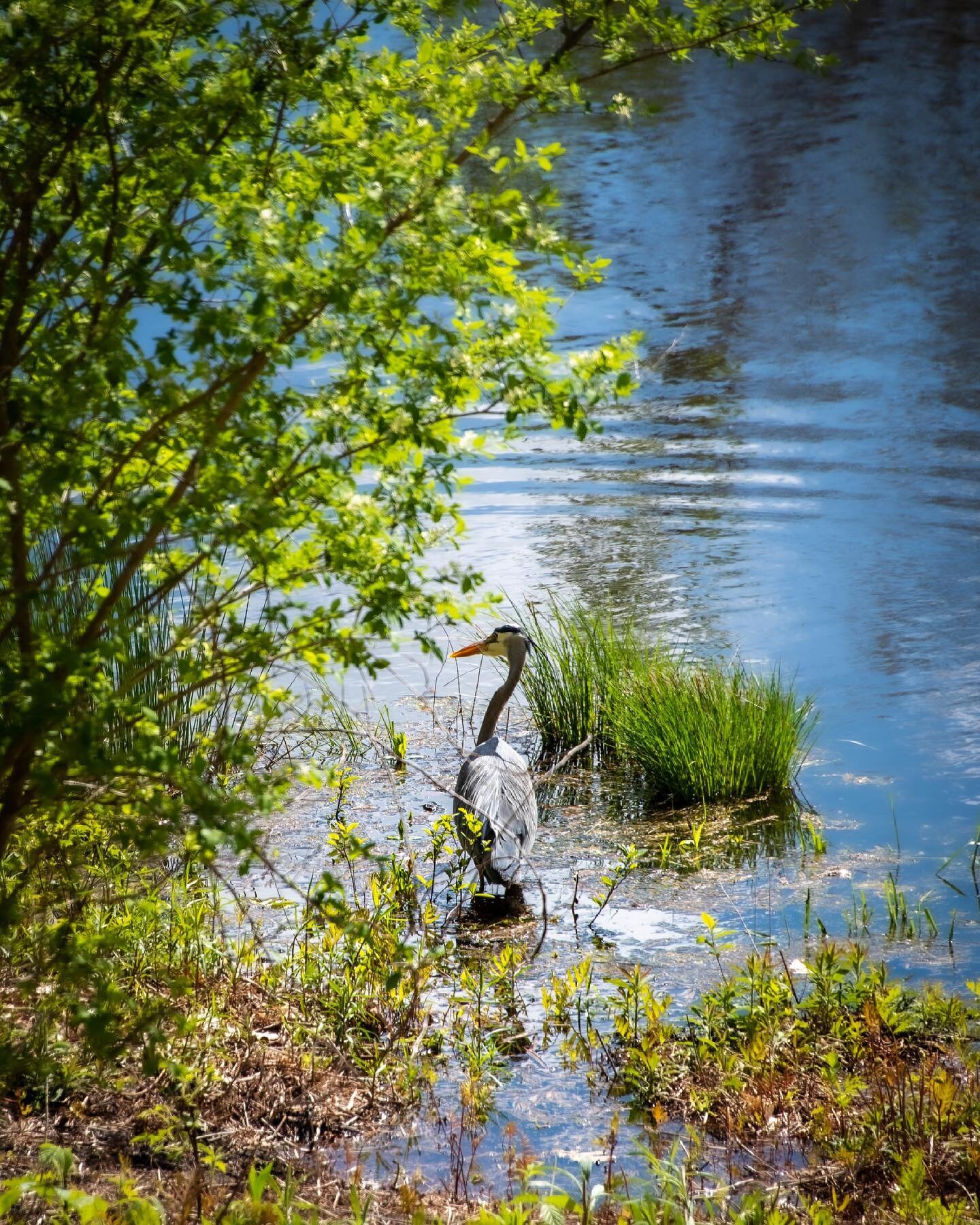 Blue.
.
.
.
.
#greatblueheron #pocket_birds #pocket_allnature #scenesofnewengland #scenesofMA #scenesofusa #igersnewengland #ignewengland #nothingisordinary #masswildlife  #massaudubon #pondlife #seekthesimplicity #theartofslowliving #everything_imag