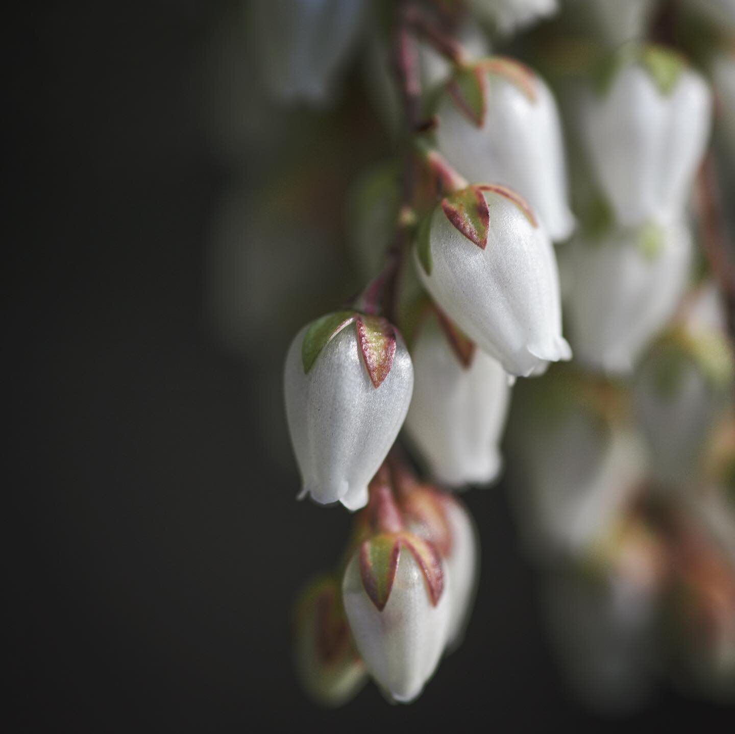 Out of the darkness. Beginning to see little light and colorful things. Grateful for warmer, longer days..
.
.
.
.
#randomshrub #seekthesimplicity #theartofslowliving #everything_imaginable #persuepretty #alliseeispretty #holdthemoments #naturecloseu