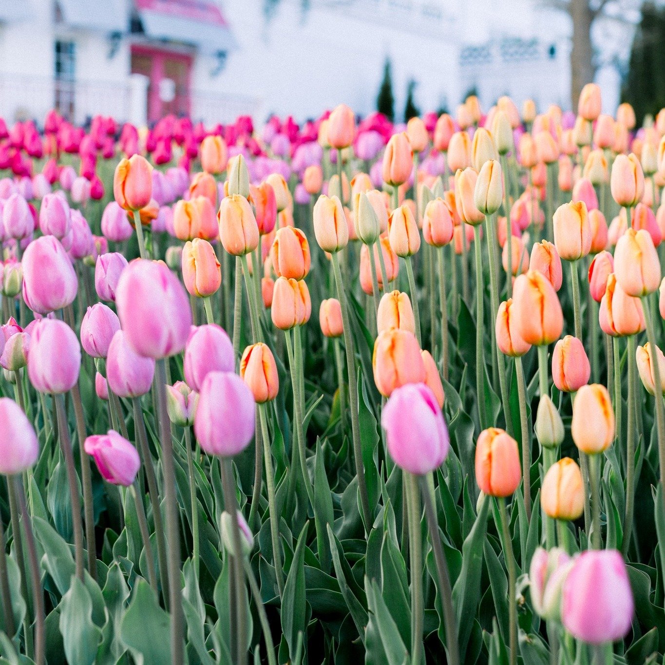 Get ready to immerse yourself in a sea of colors! My first ever tulip sessions are coming soon! There are still a few spots available, but they're going fast! Send me a DM to hear more!

P.S.--Gift cards are available! This is a great idea for Mother