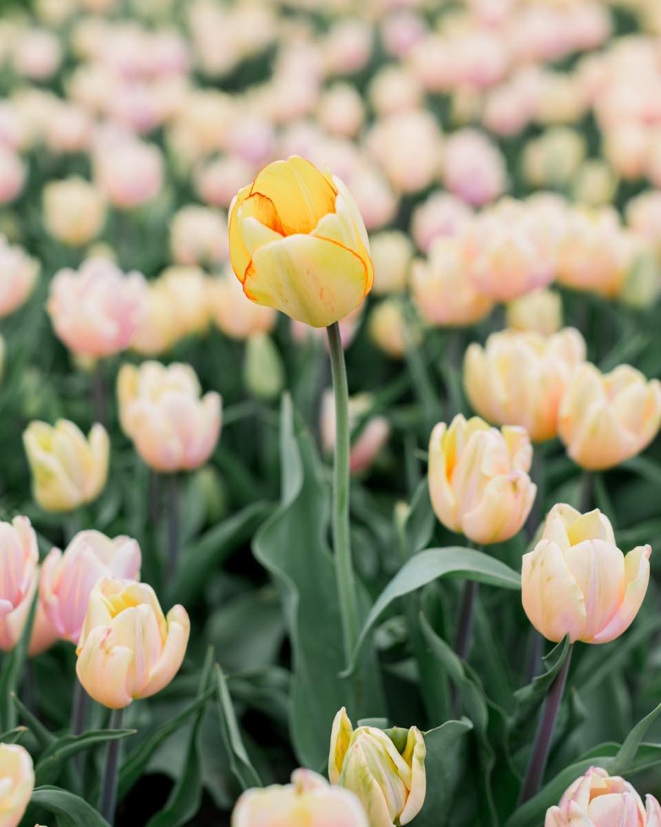 I&rsquo;m out of town doing some work on my businesses and spending time with other photographers in my business coaching group!! 

Don&rsquo;t forget about tulip sessions starting May 11!! I have a couple of openings and would love to talk to you! I