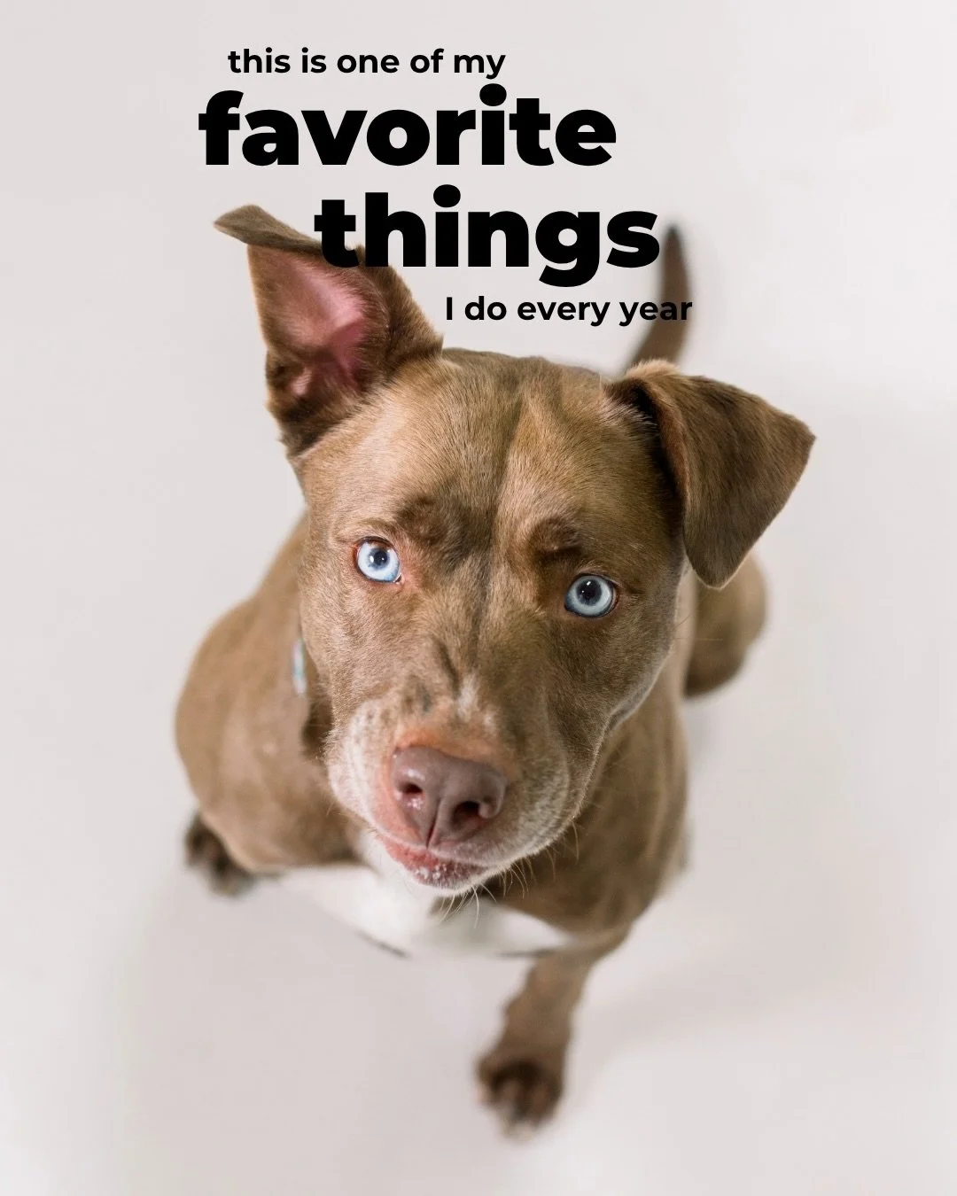 Pooch Playoffs West Michigan is back!! Help us raise money for a brand new rescue @maybels.legacy with pet portraits!
🗓️ May 1-2
📍Your Pets Naturally. 🔗 https://pooch.missyalison.com/pooch