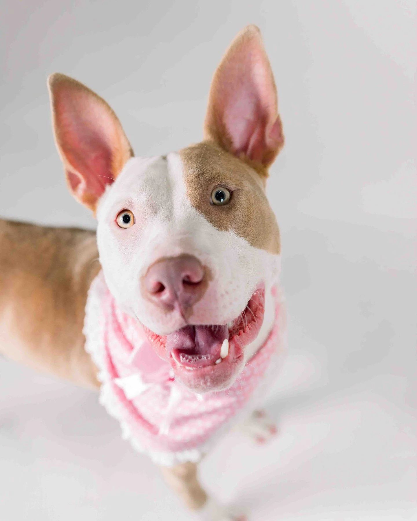 Congratulations to Kiwi our 2026 Pooch Playoffs West Michigan champion!!! Kiwi wins a basket of goodies and a $300 gift certificate to Your Pets Naturally!!!

Together we raised over $1600 for Maybel's Legacy!!

Thank you once again to our sponsors!!