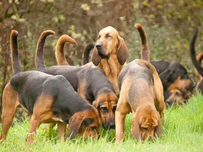 BloodhoundsHunting.jpg