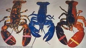 Pictured: The Crustacean Elder Council