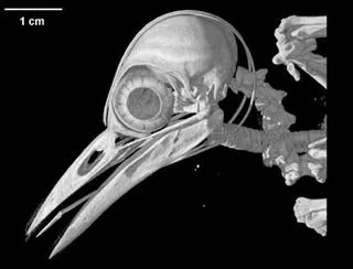 Image Source: https://gizmodo.com/new-video-series-explains-why-woodpeckers-are-built-to-1761068758