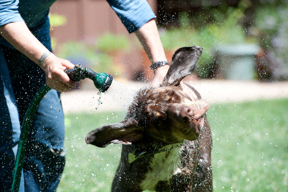 dog baths-33.jpg