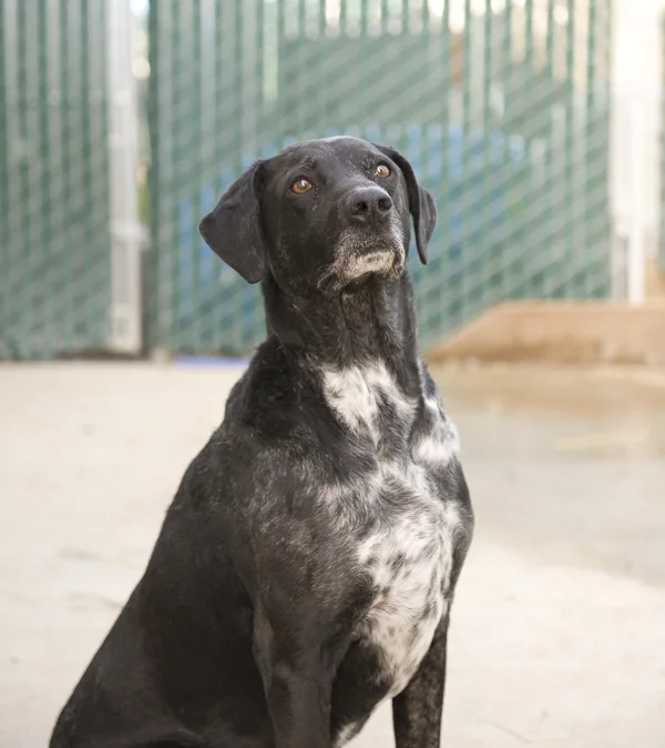 buddy-15.jpg
