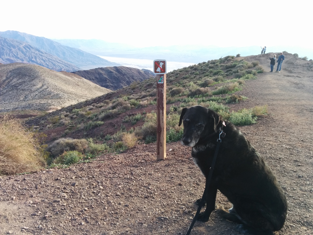 buddy on trail.jpg