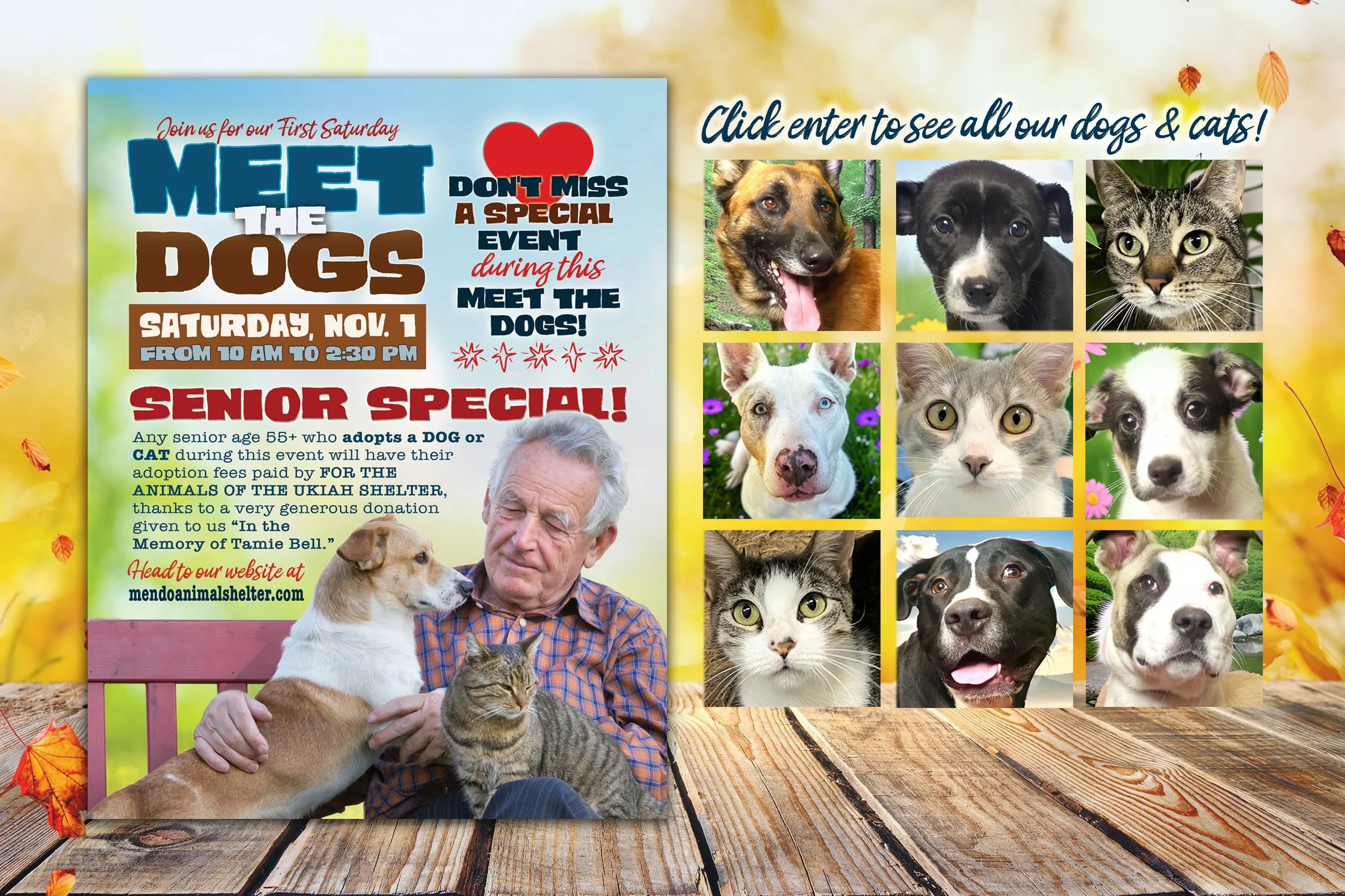 MEET-THE-DOGS-SENIOR-SPECIAL.jpg