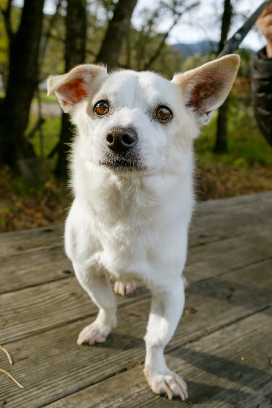 Arlo.jpg