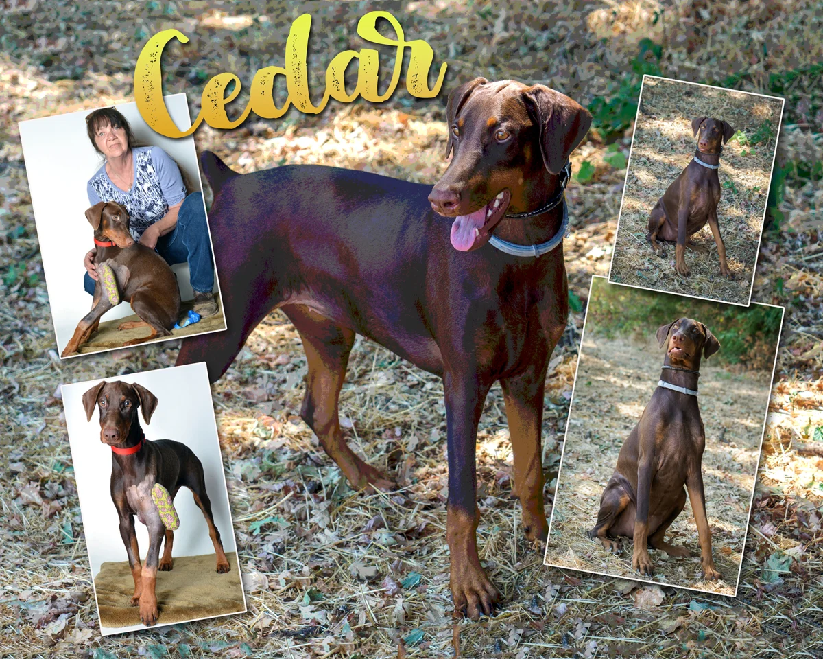 Mendocino County Animal Shelter - *For current status visit www.mendoanimalshelter.com