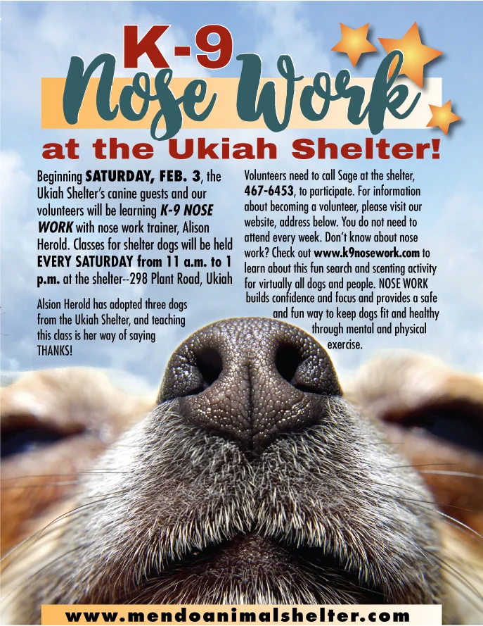 Nose-Work web-2.2018.jpg