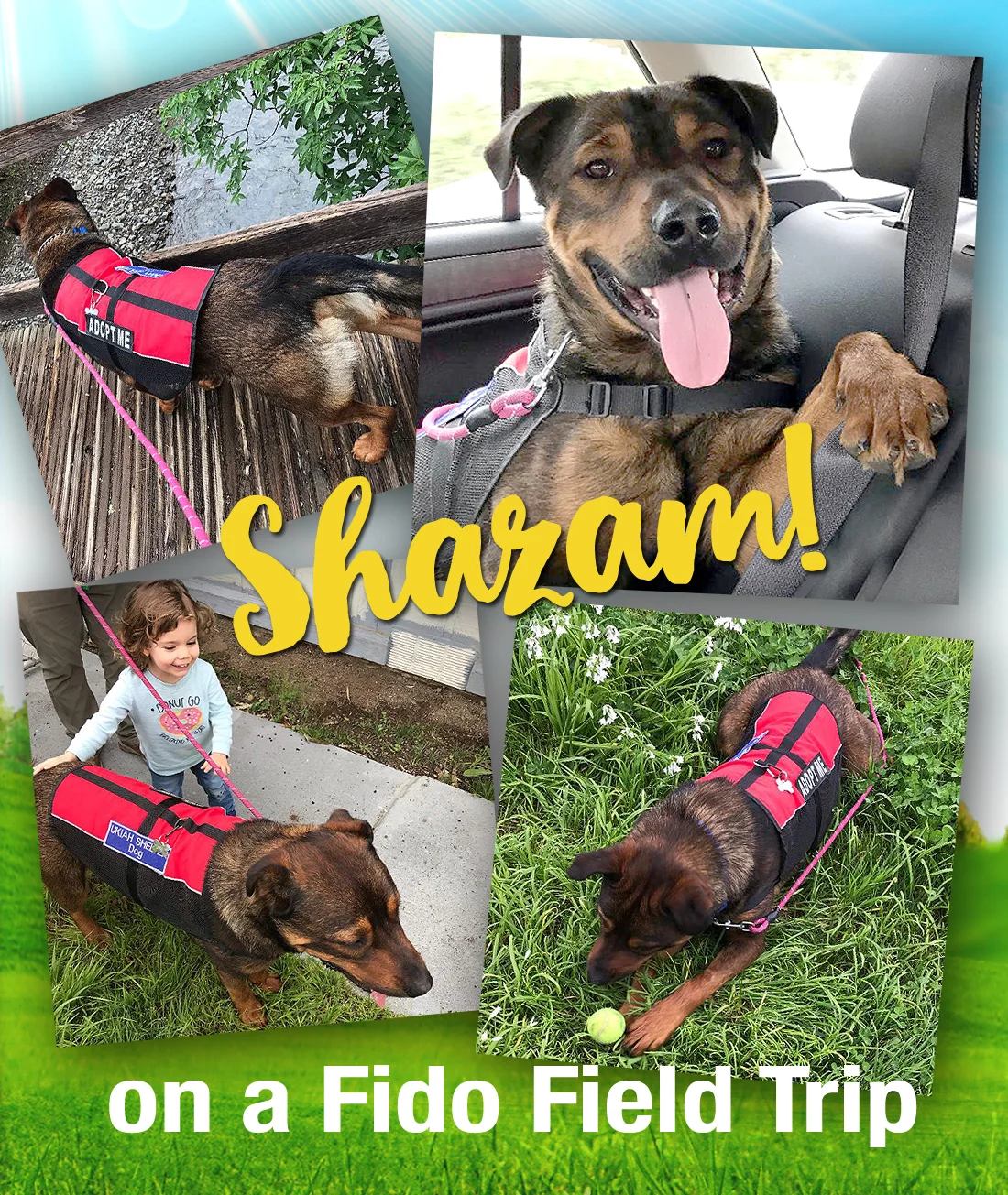 shazam-on-a-field-trip.jpg