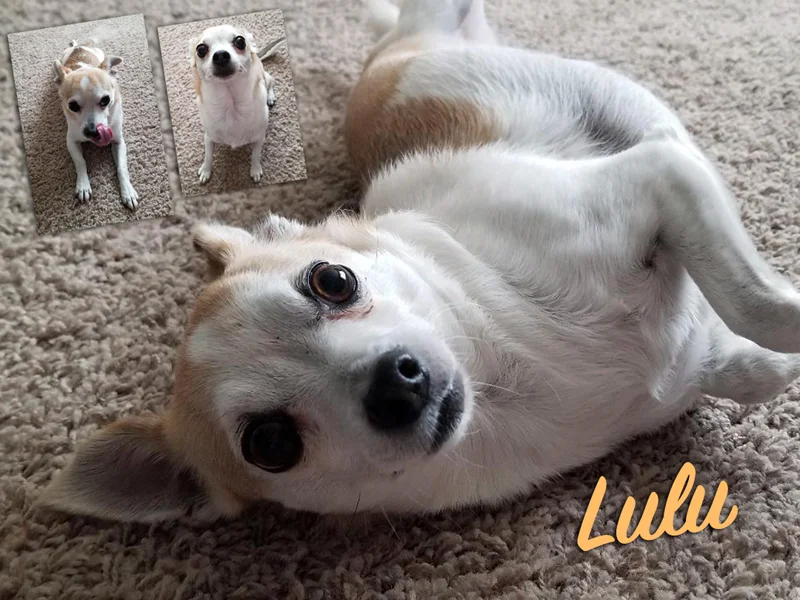 Lulu-composite.jpg