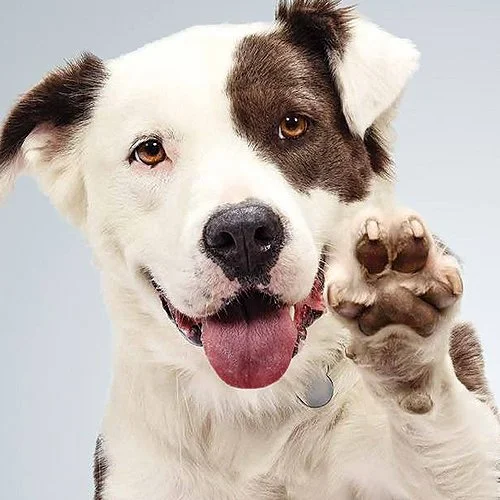 programs etc landing page .jpg