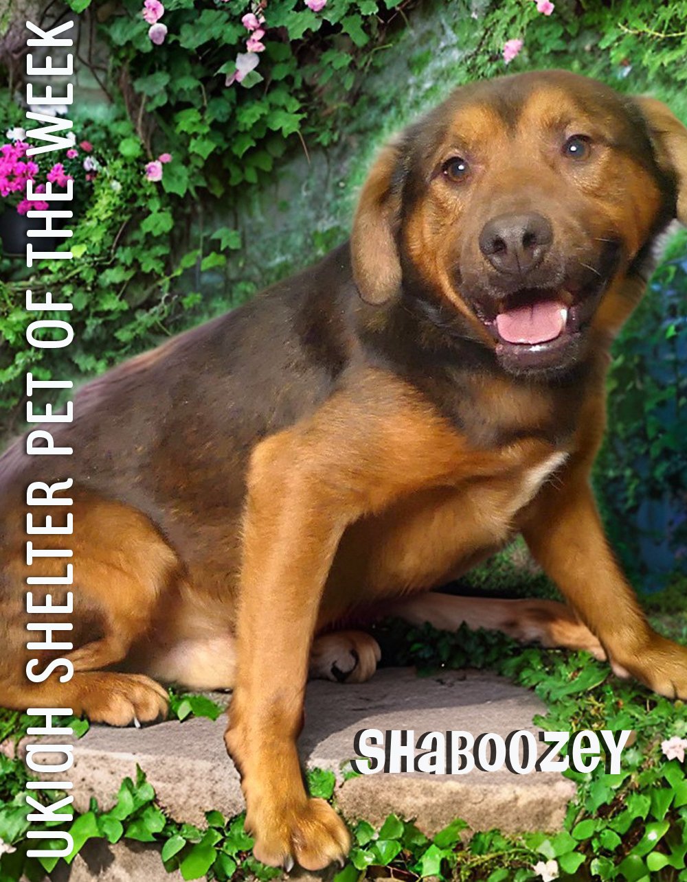 shaboozy-POW.jpg