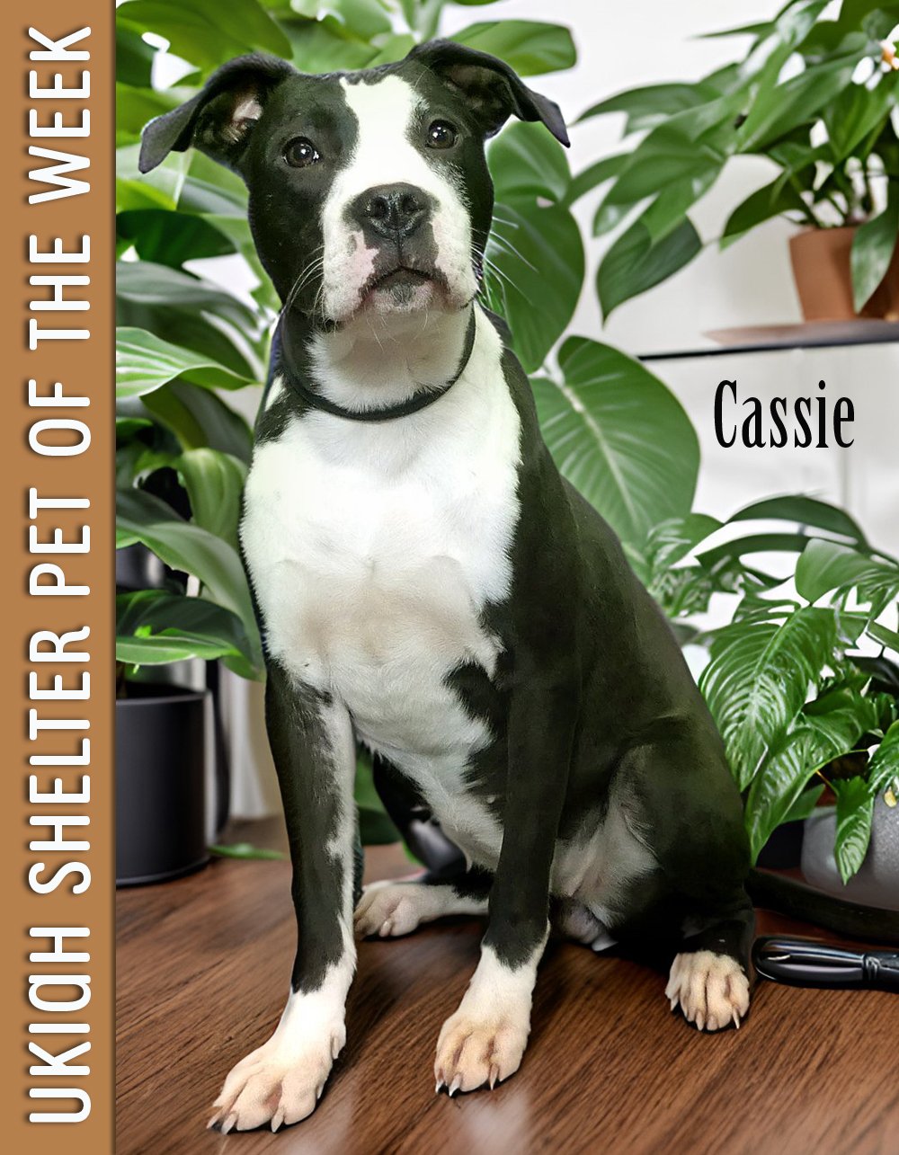CASSIE-POW.jpg