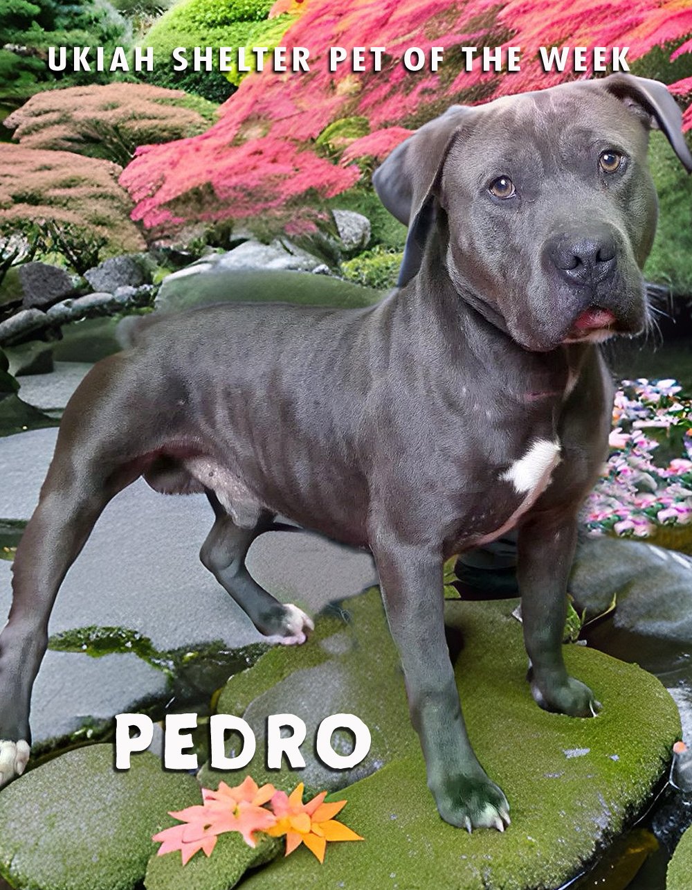 PEDRO-POW.jpg