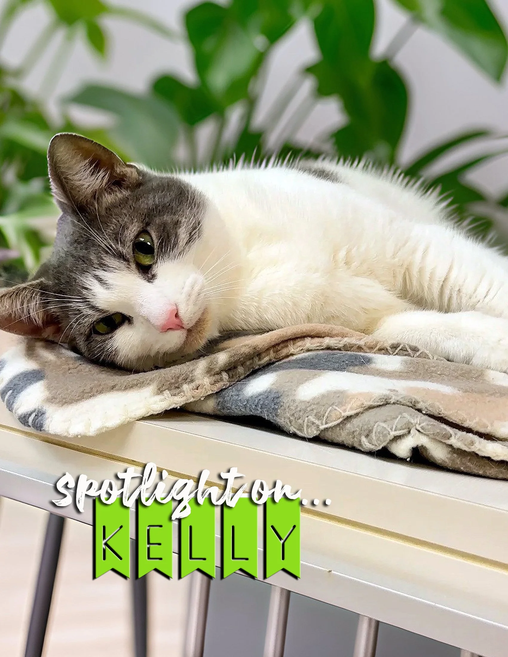 KELLY CAT1 copy 2.jpg