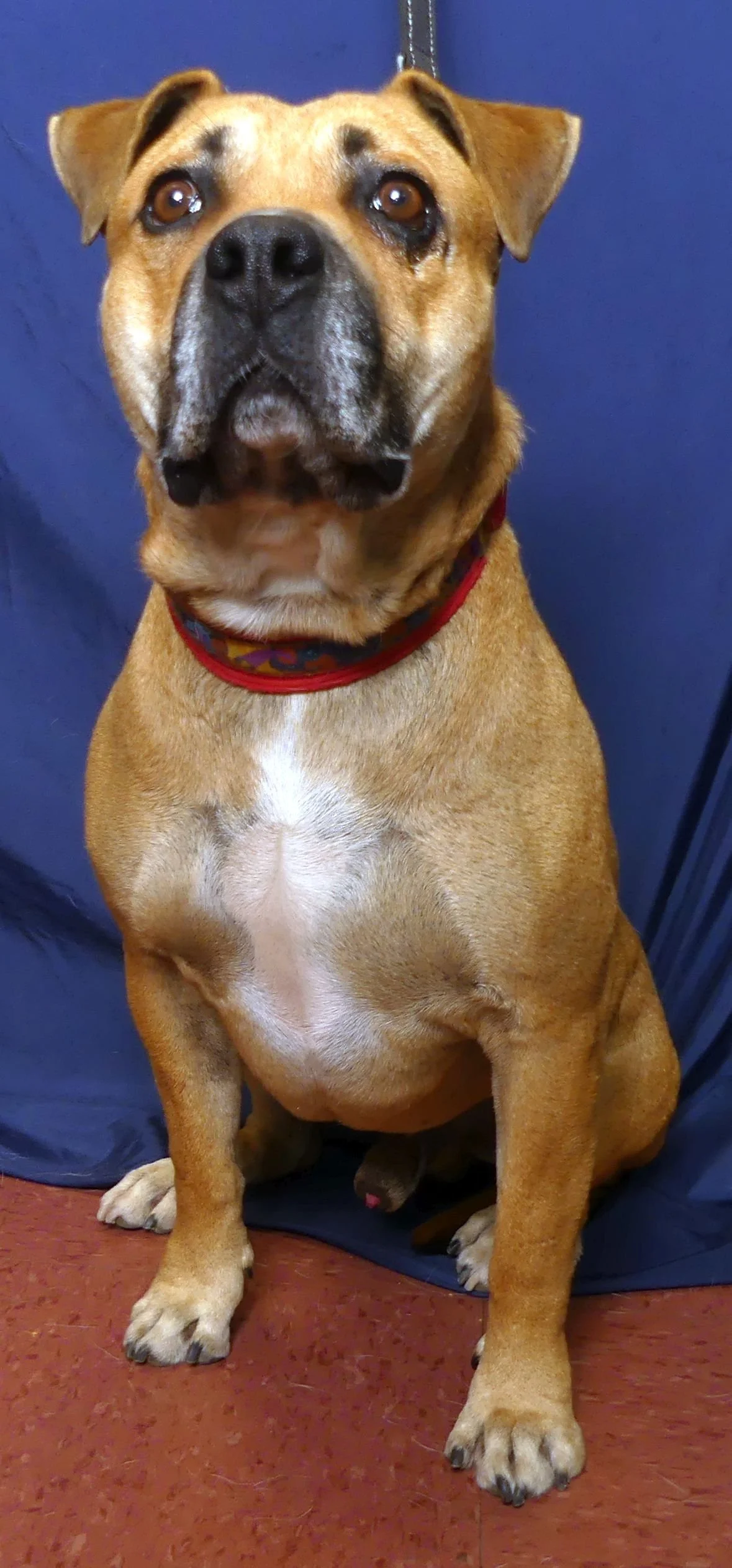 Skippy 2.jpg