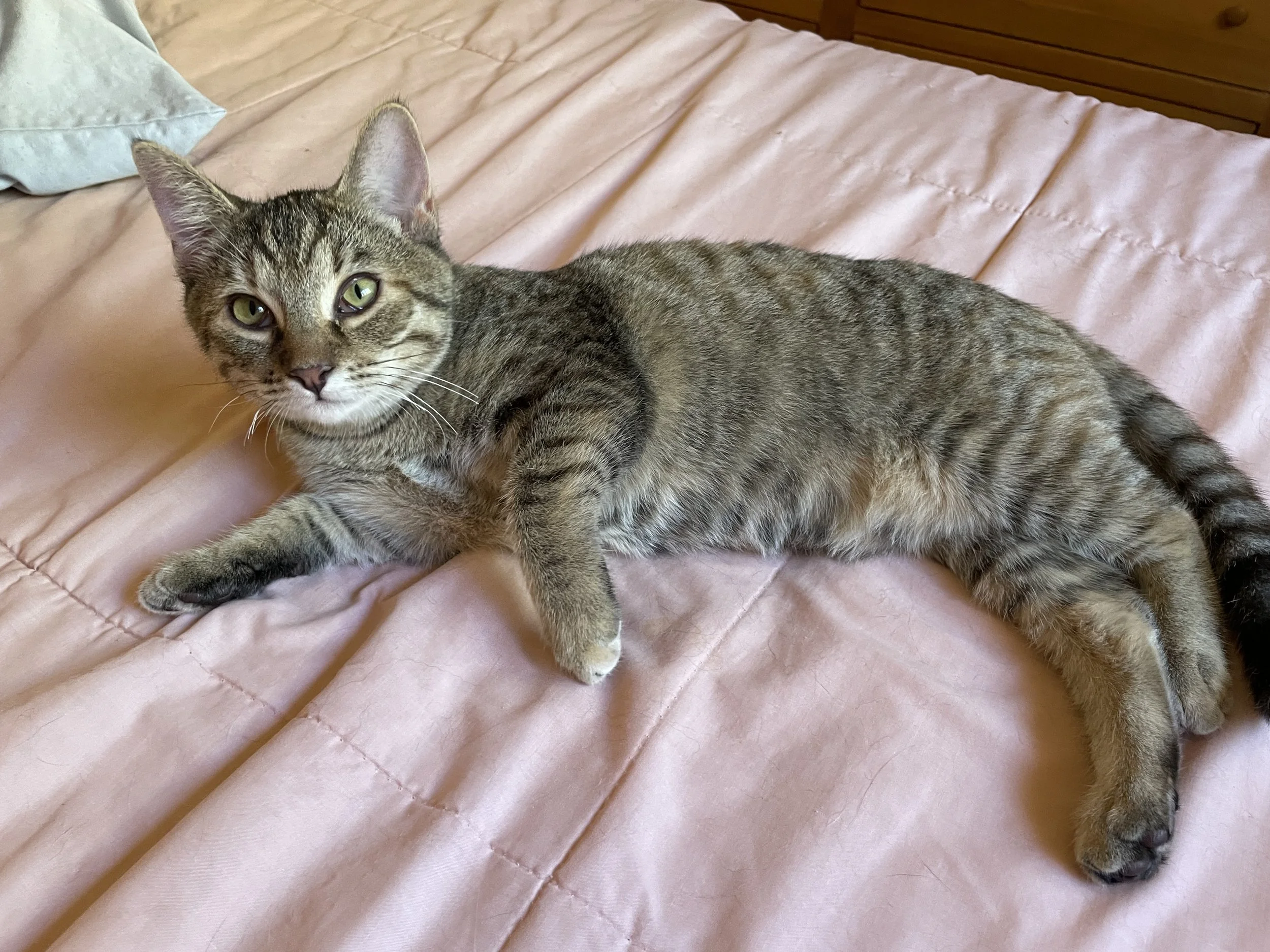 Lilly 1.jpg