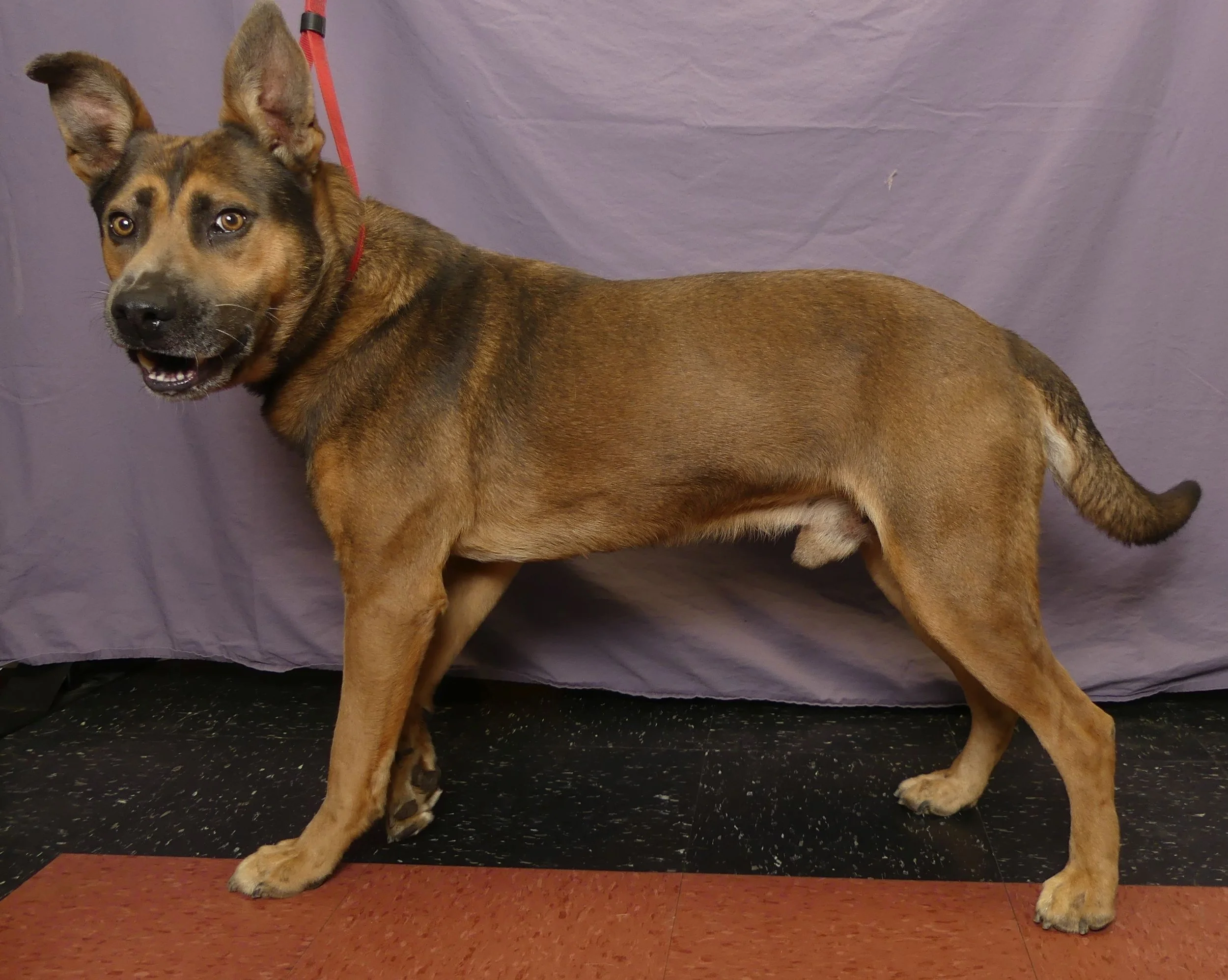 Dozer 2.jpg