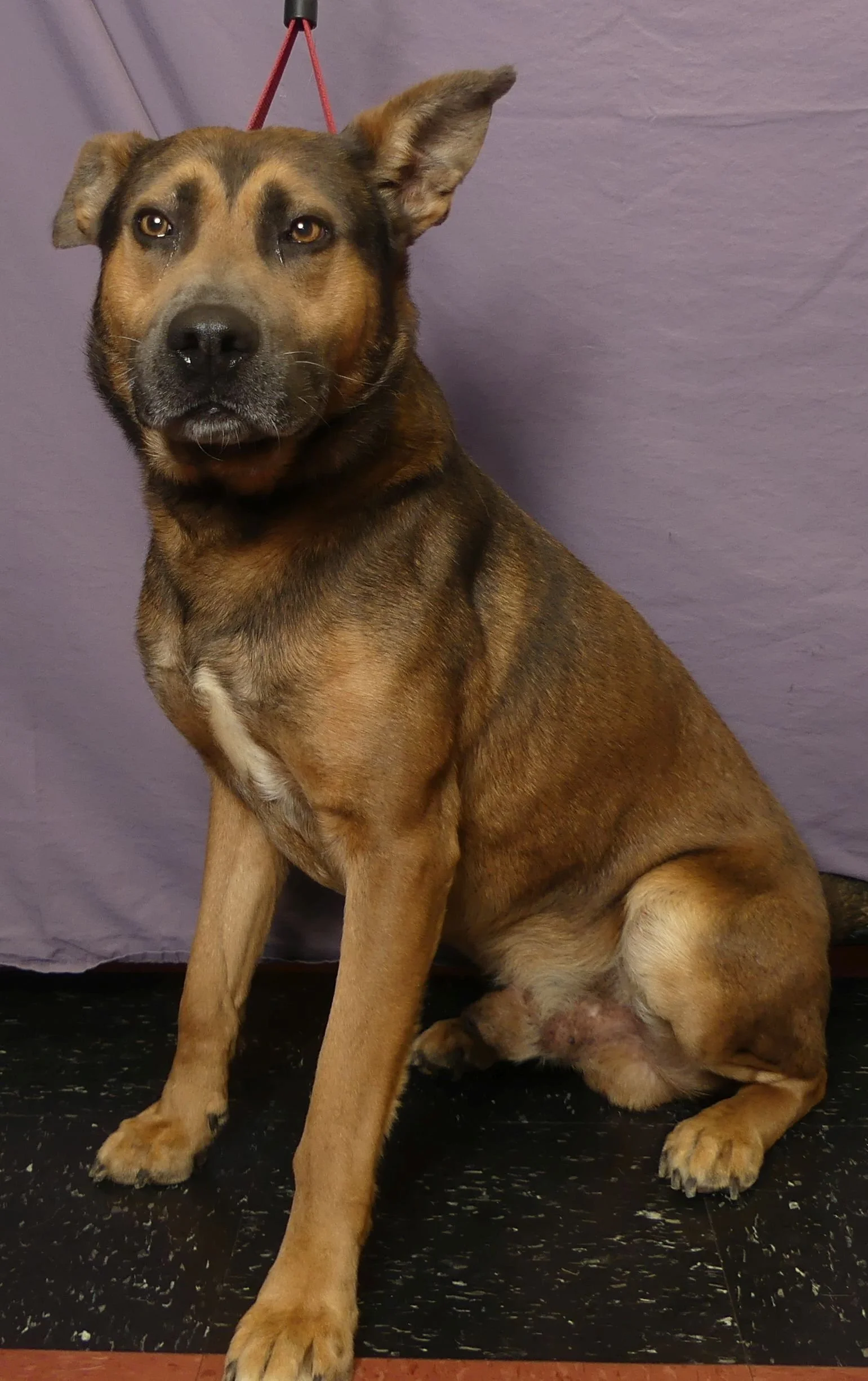 Dozer 5.jpg