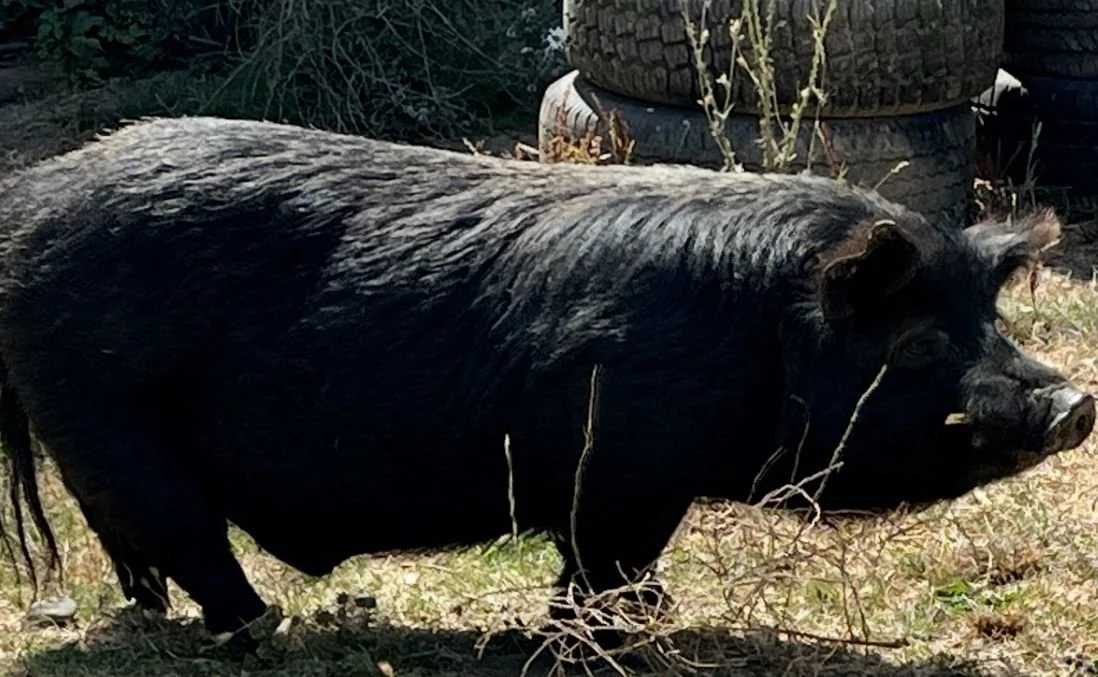 Wilbur.jpg
