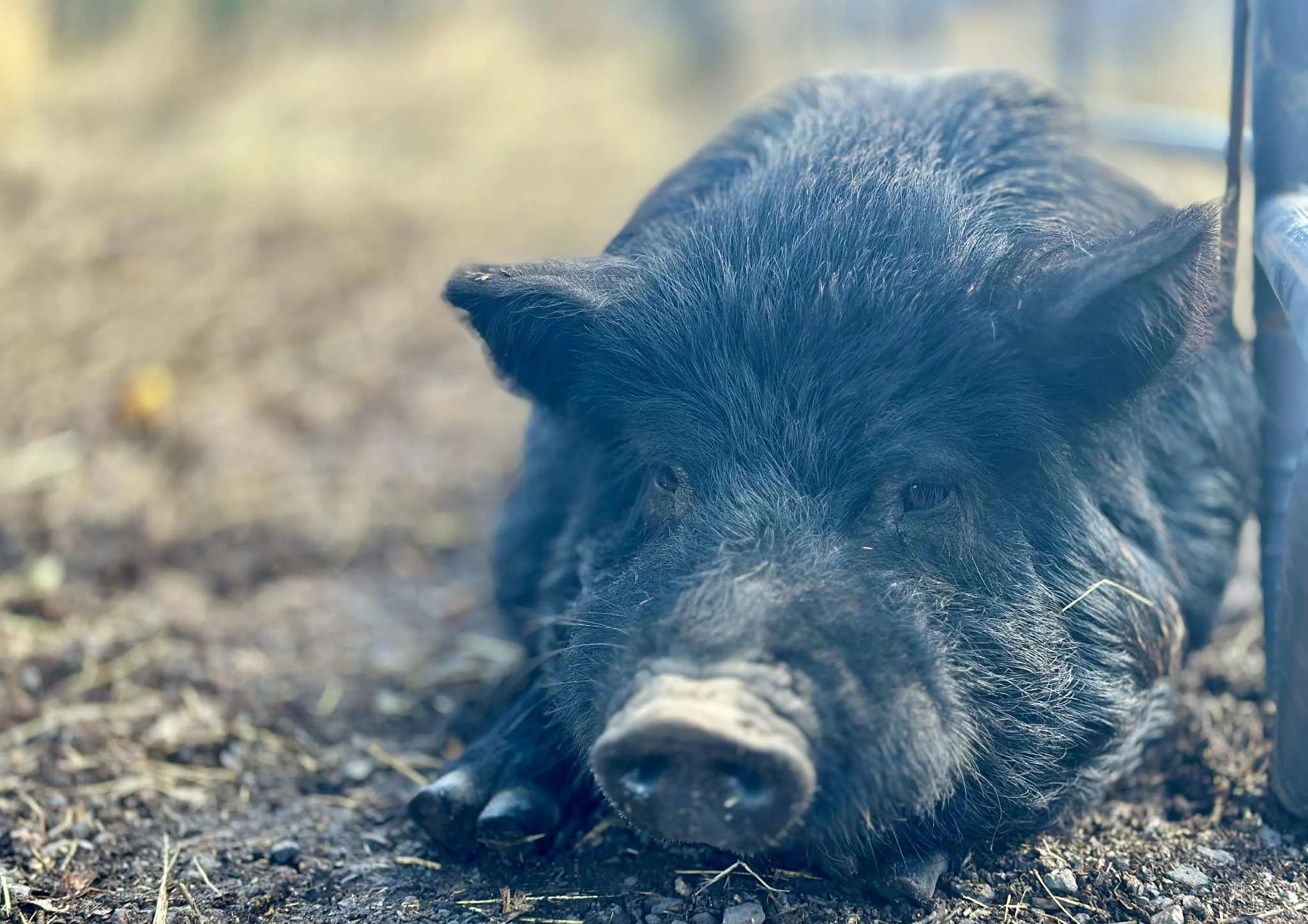 Wilbur 3.jpg