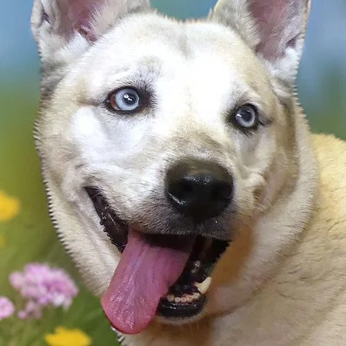 KALI