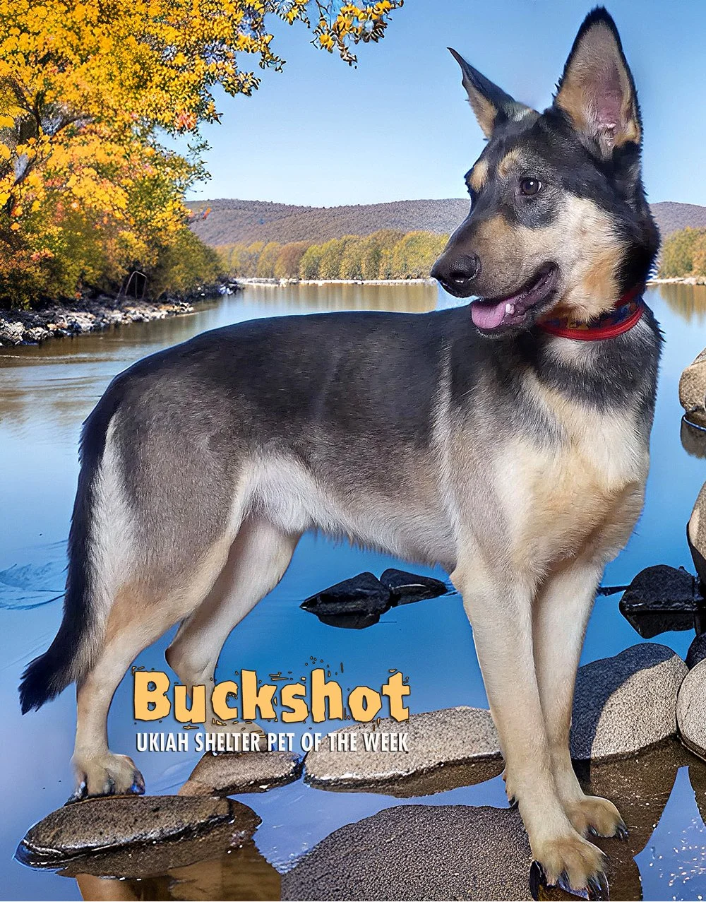 BUCKSHOT-POW.jpg