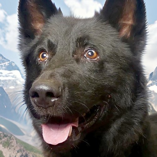 MAJESTIC