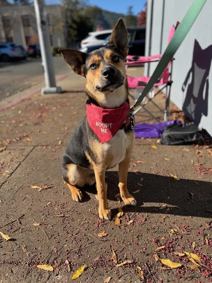 Jet 2.jpg