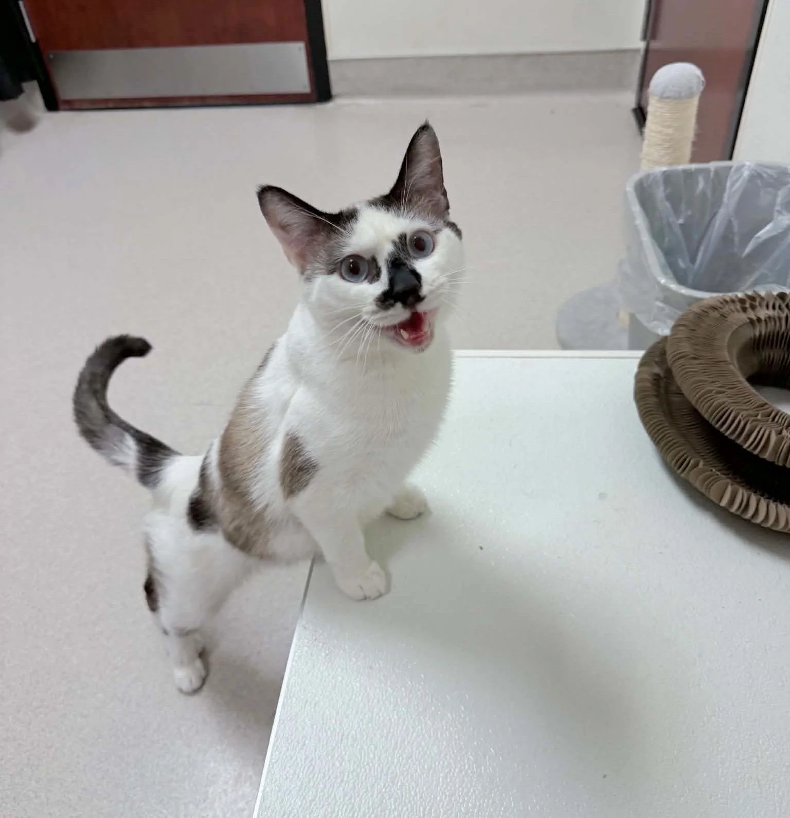 Elvis 4.jpg