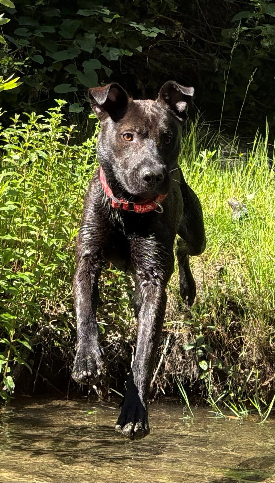 Kahlua 1.jpg