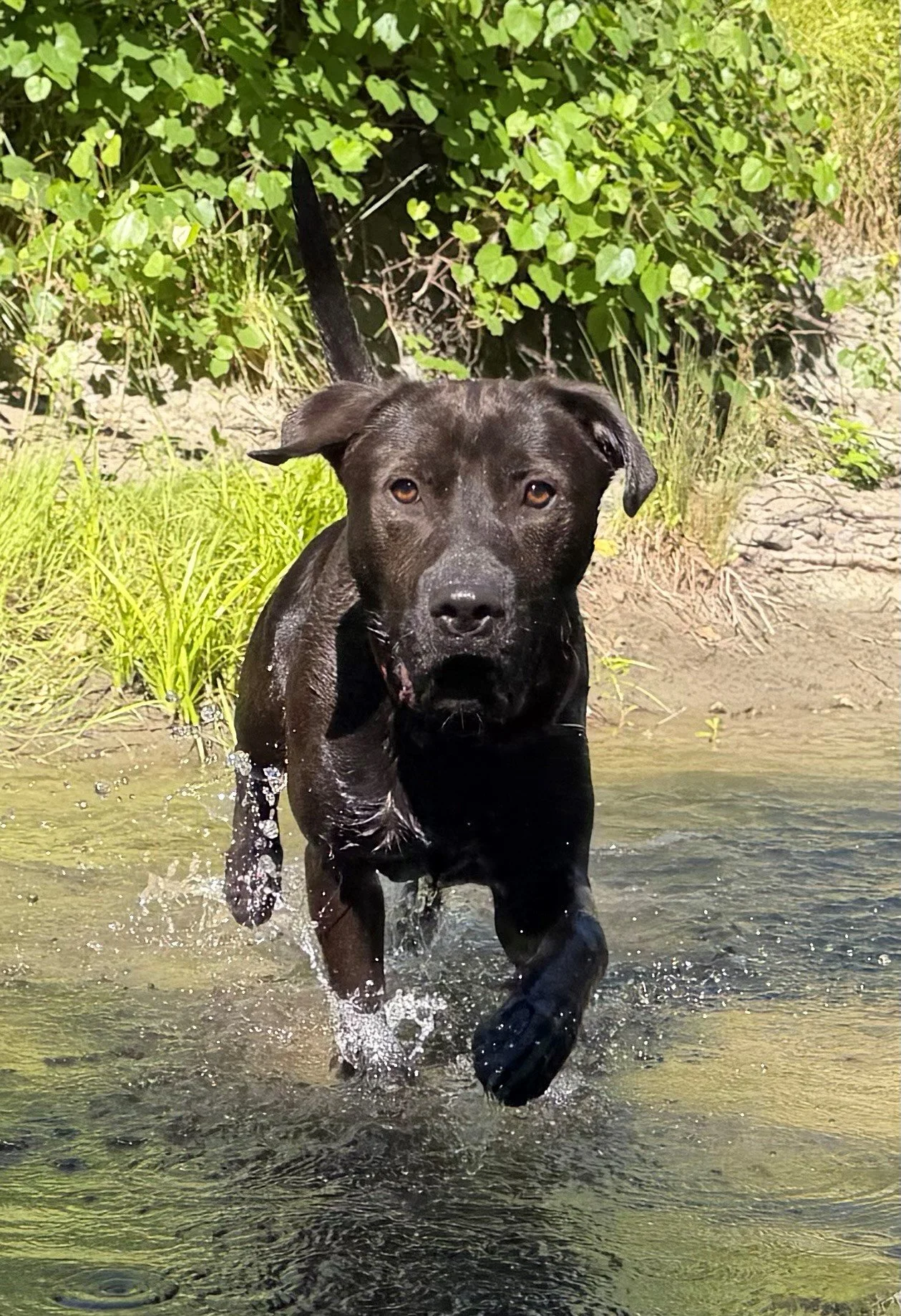 Kahlua 3.jpg