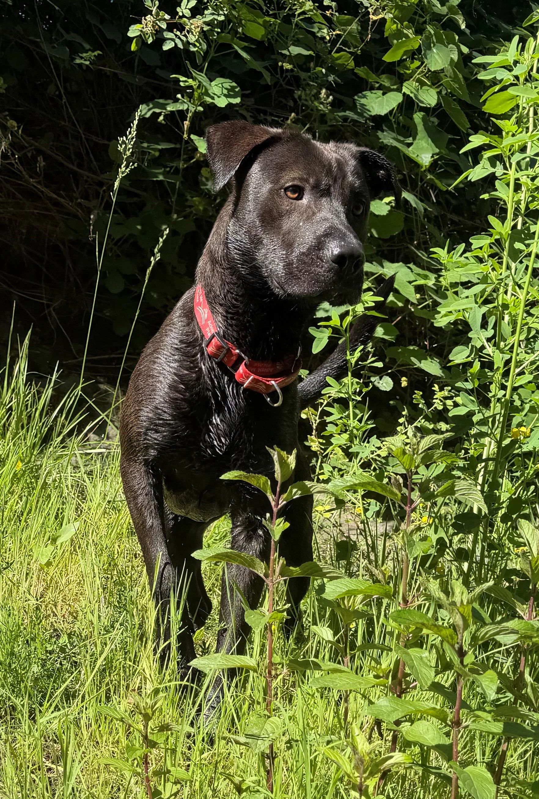 Kahlua 4.jpg