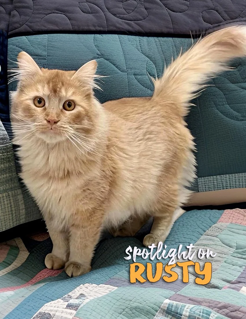 RUSTY-SPOTLITE copy.jpg