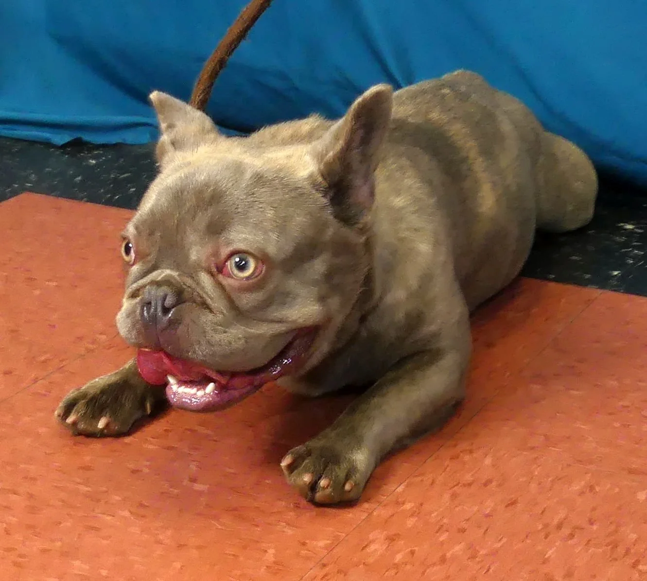 Stitch 1.jpg