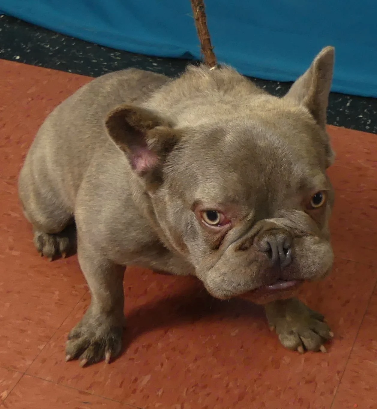Stitch 3.jpg