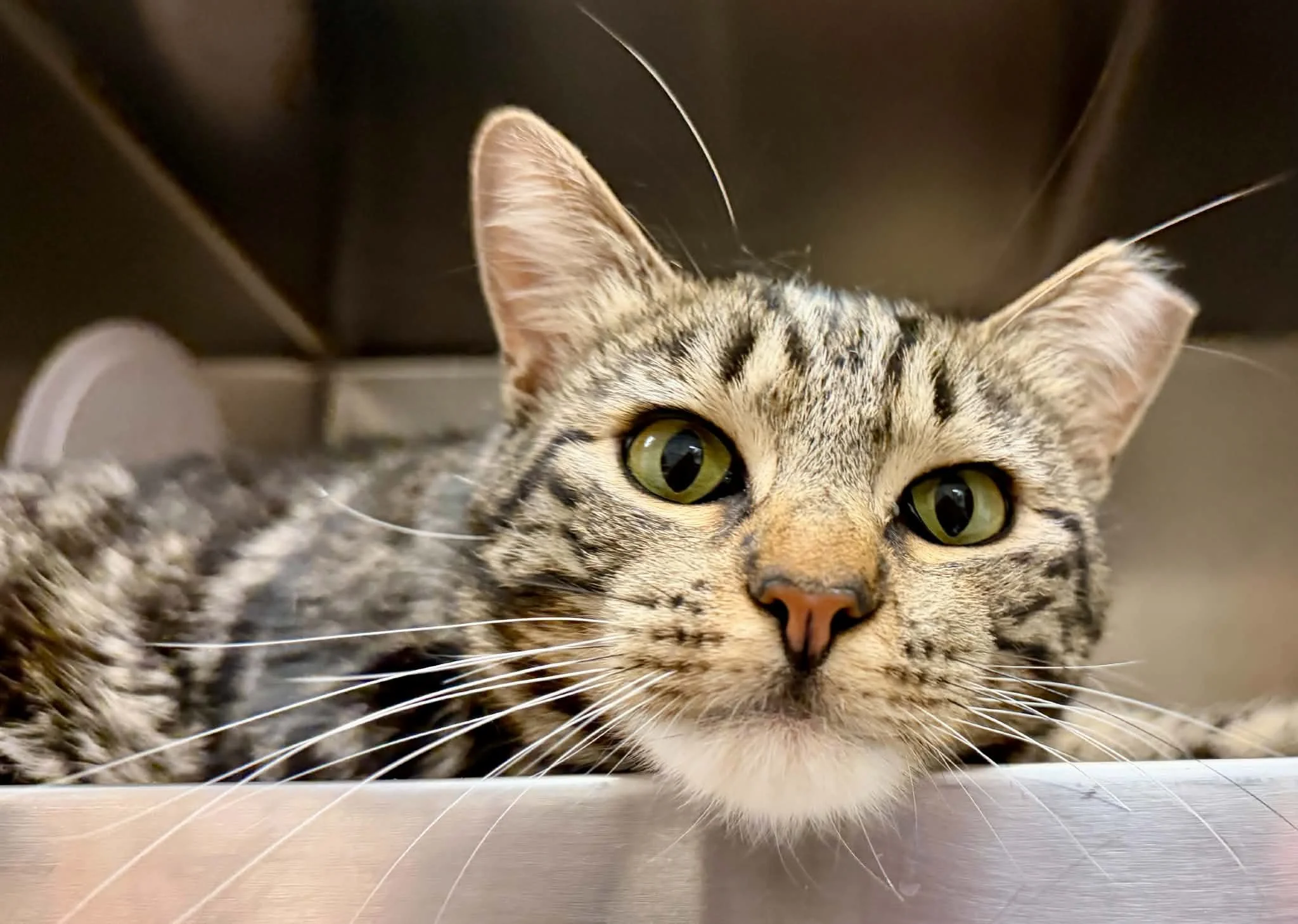 Catniss 4.jpg